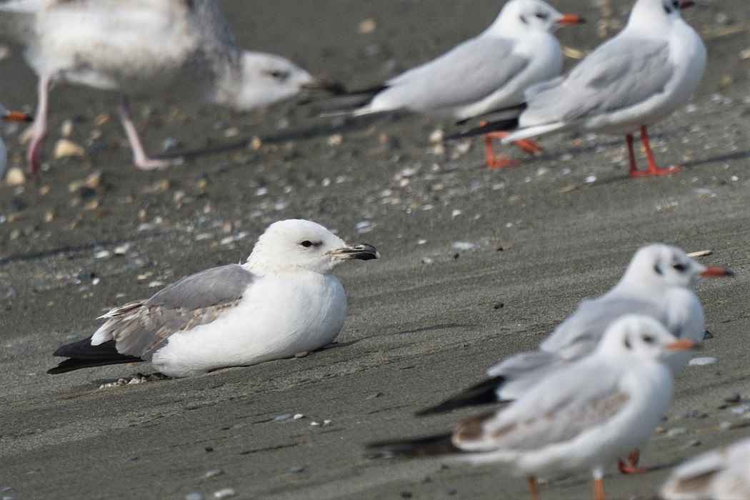 Armenian Gull